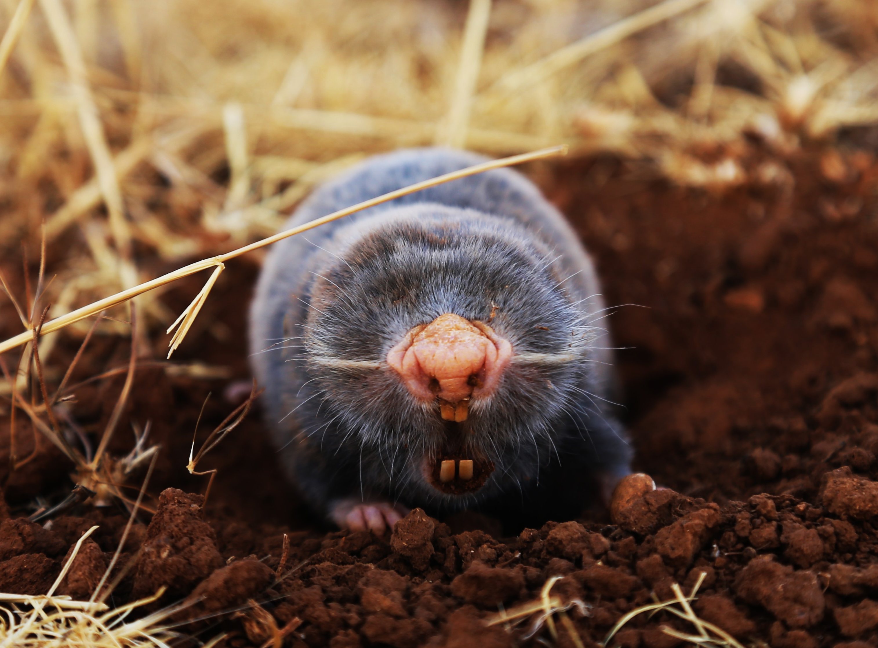 photo of mole smaller